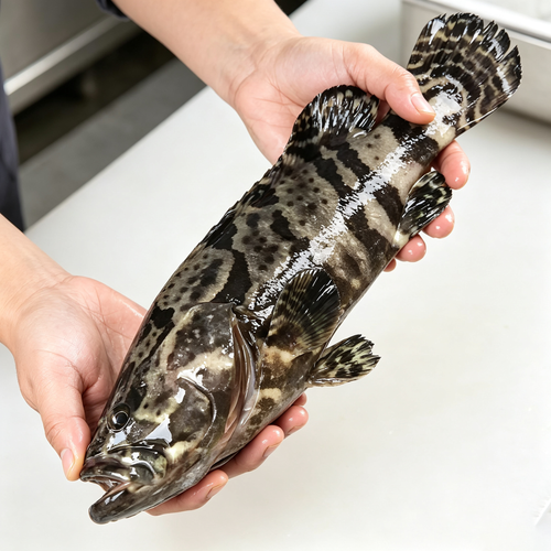 Frozen Grouper